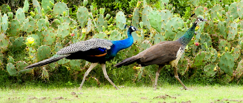 Image result for kalametiya bird sanctuary