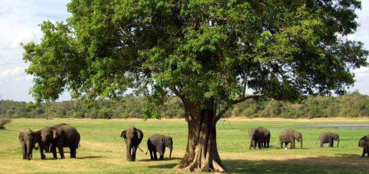 Image result for minneriya national park