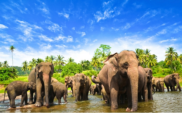 Image result for Sri Lanka elephants HD