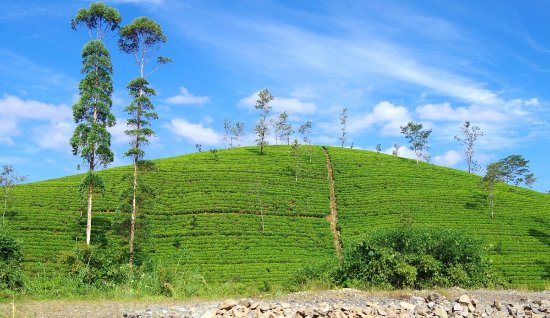 Image result for tea plantation nuwara eliya