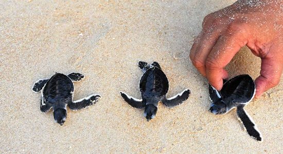 Image result for turtle hatchery sri lanka