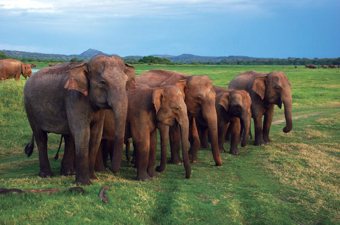 sri lanka elephant