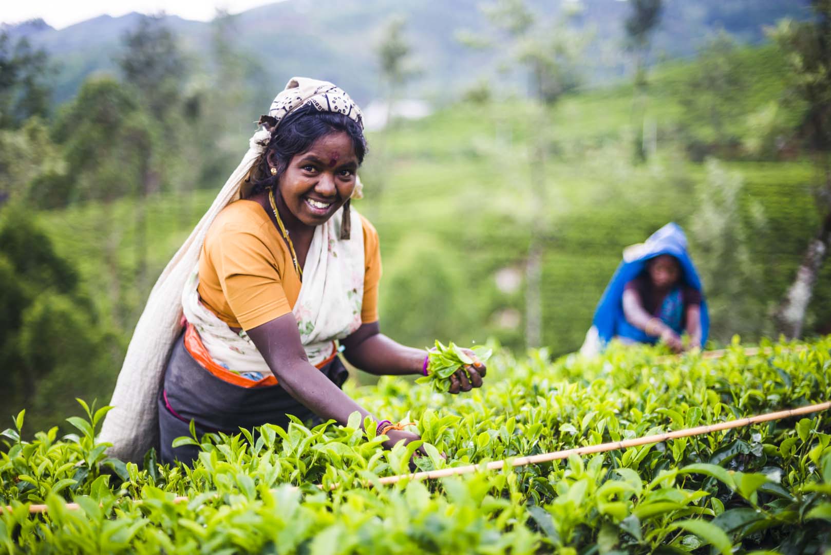 Image result for sri lankan tea workers