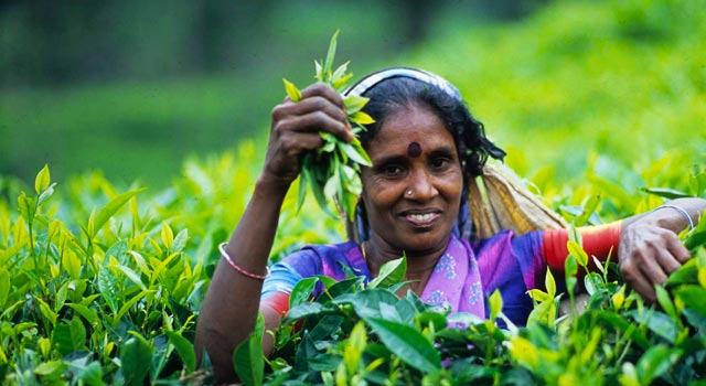 Image result for tea leaf plucking Sri Lanka