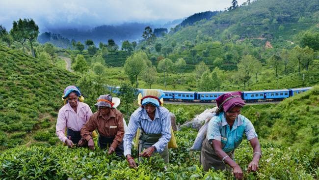 Image result for tea plantation sri lanka