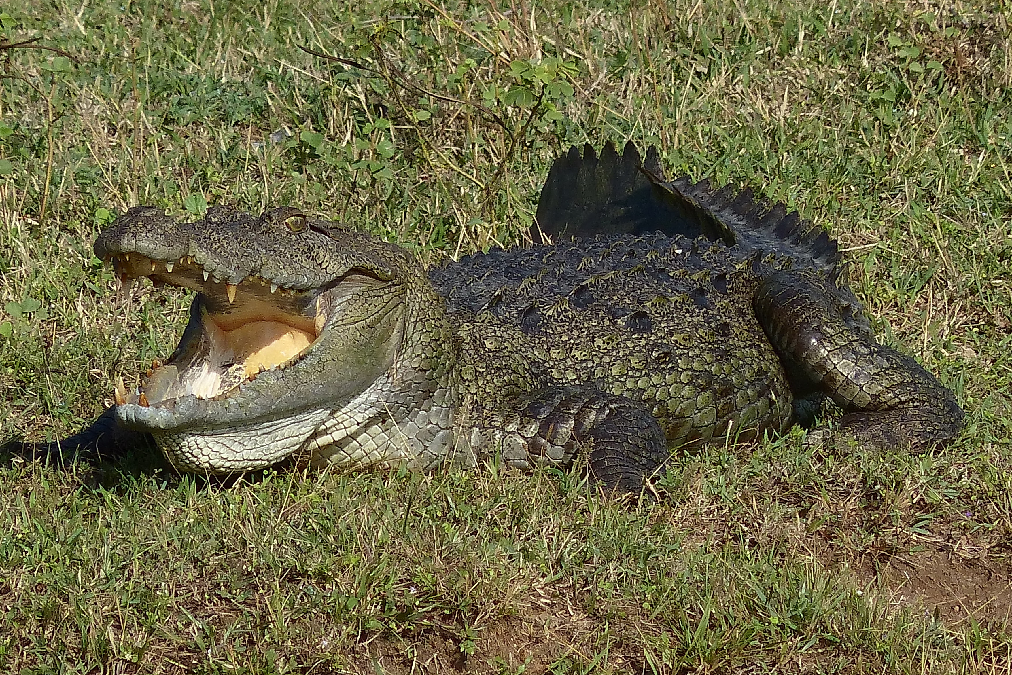 Crocodile in Yala National Park