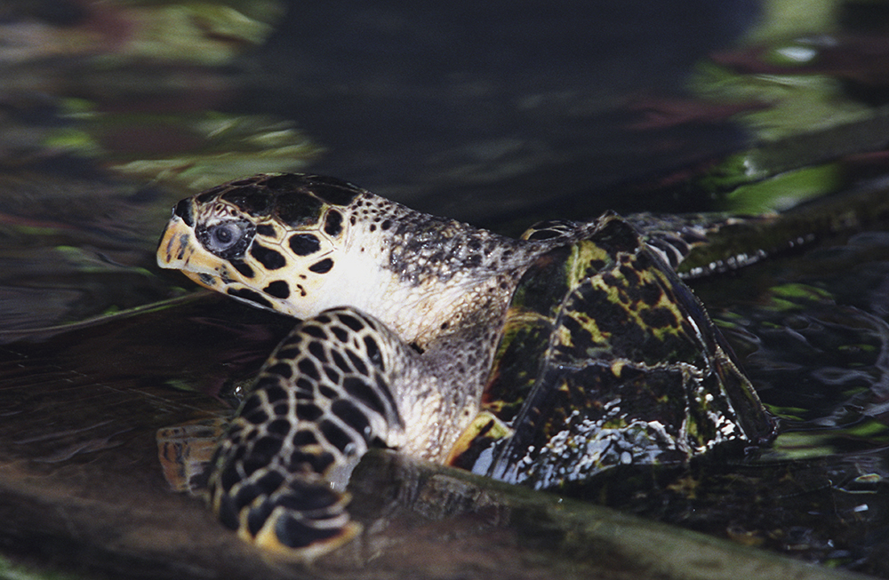 Hawksbill-sea-turtle