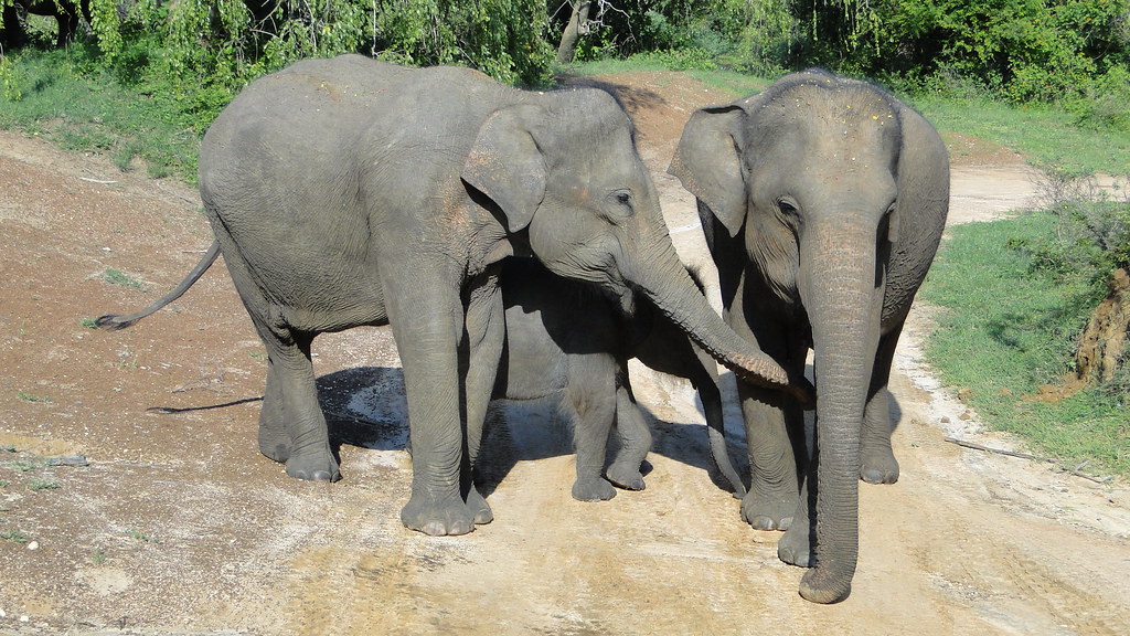 elephants in yala national park