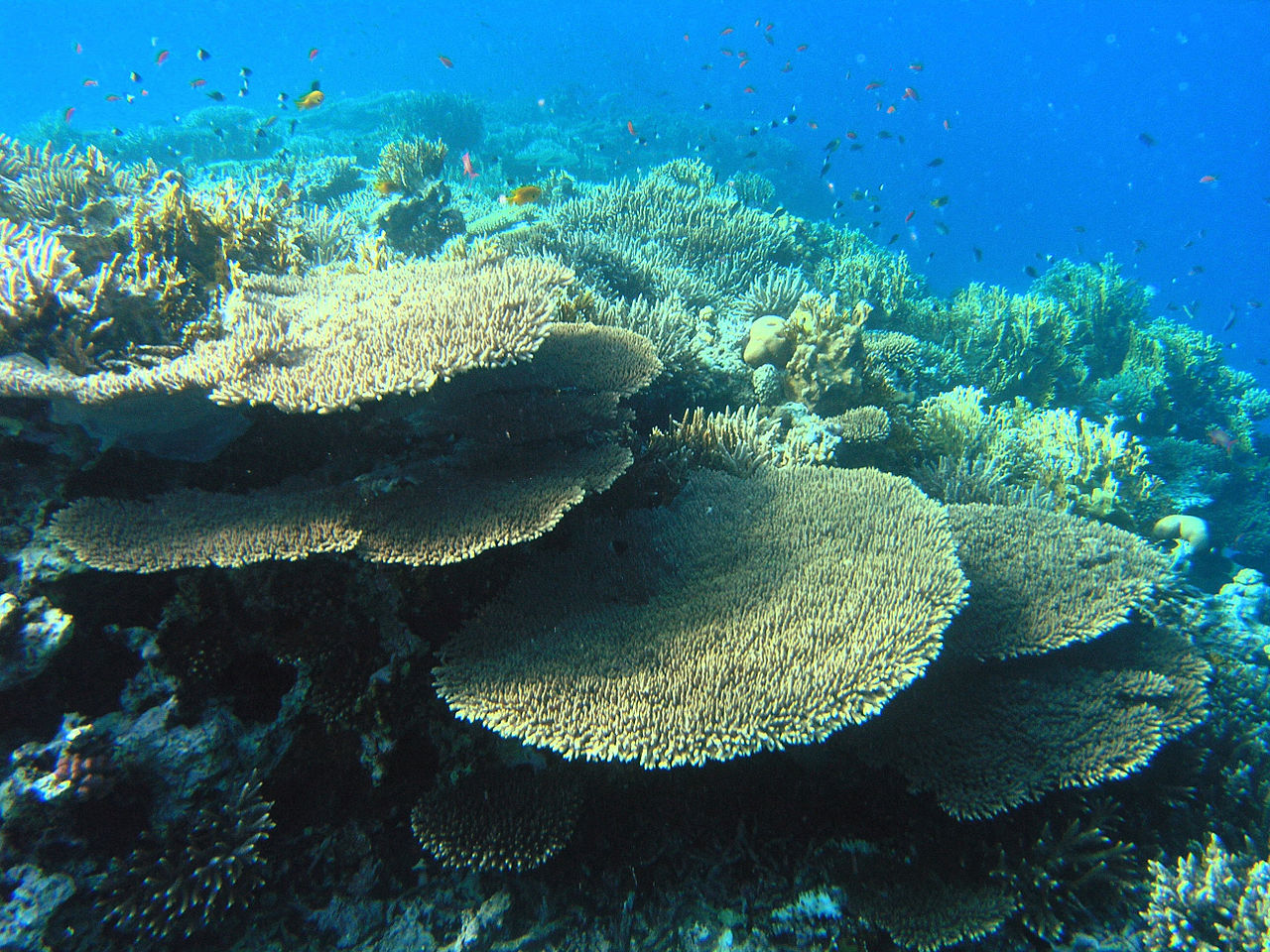 DIVING IN KALPITIYA