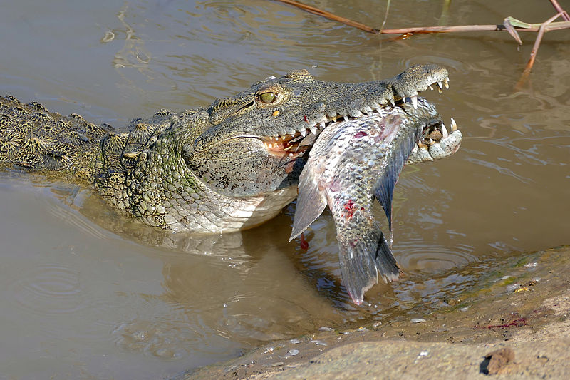Crocodile eating fish