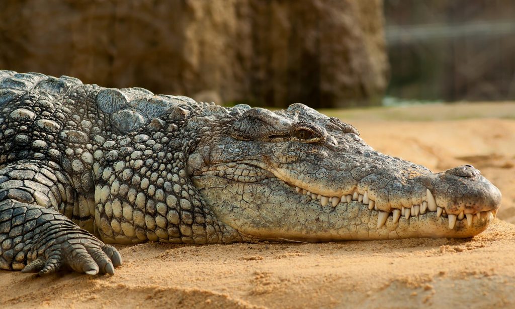 learn-more-about-crocodiles-in-sri-lanka-sri-lanka-tourism