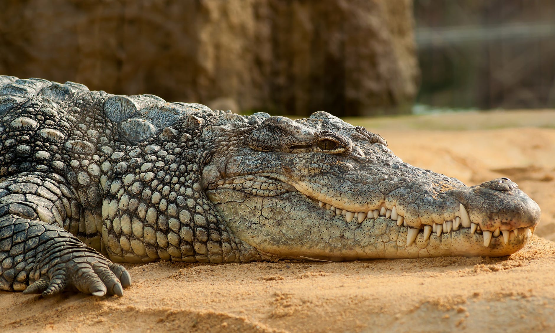 Crocodile in Sri Lanka