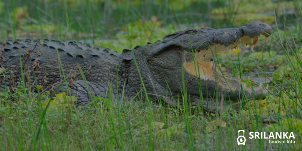 Learn More About Crocodiles In Sri Lanka Sri Lanka Tourism