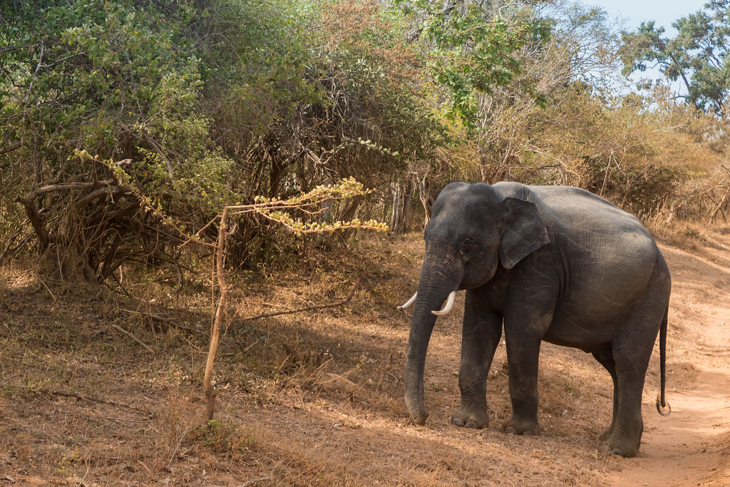 experience Sri Lanka 