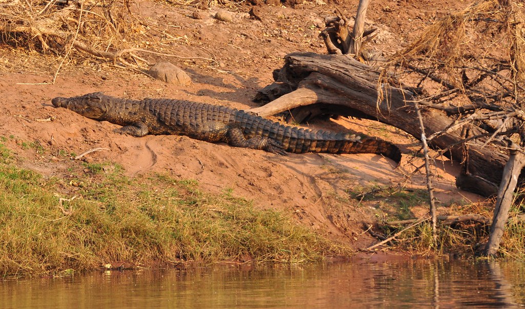 crocodiles guarding eggs