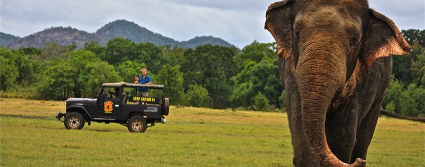 Image result for minneriya national park