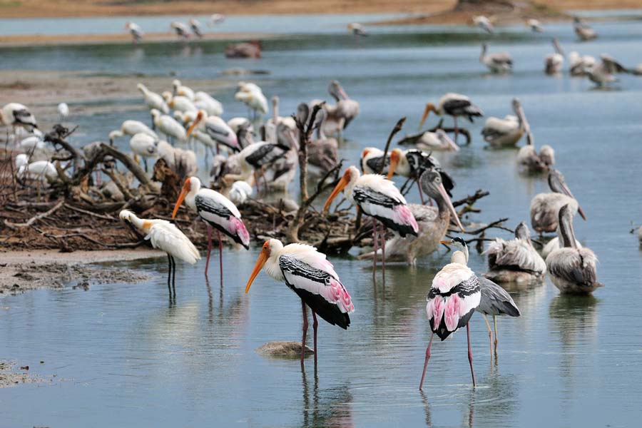 Image result for minneriya national park birds