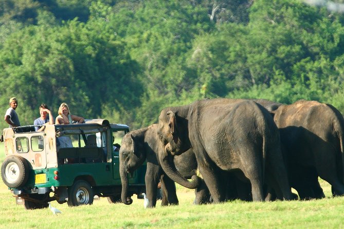Image result for minneriya national park safari