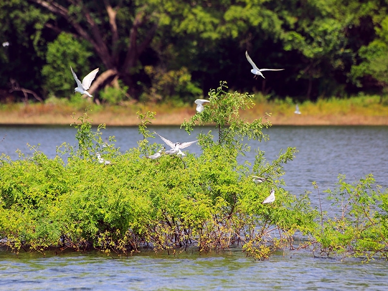 Birds at Gal Oya National Park