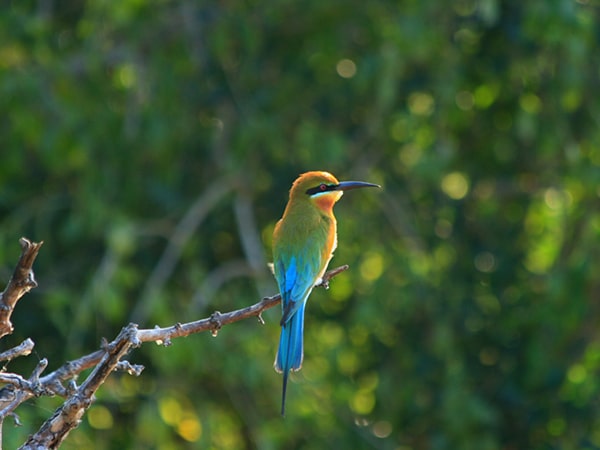 Birds at Bundala National Park