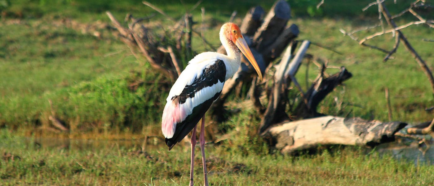 bundala National Park