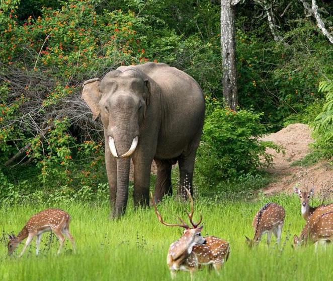 Bundala National Park