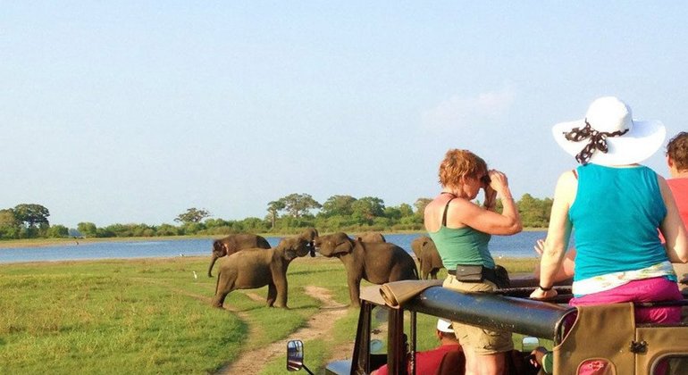 bundala national park safari