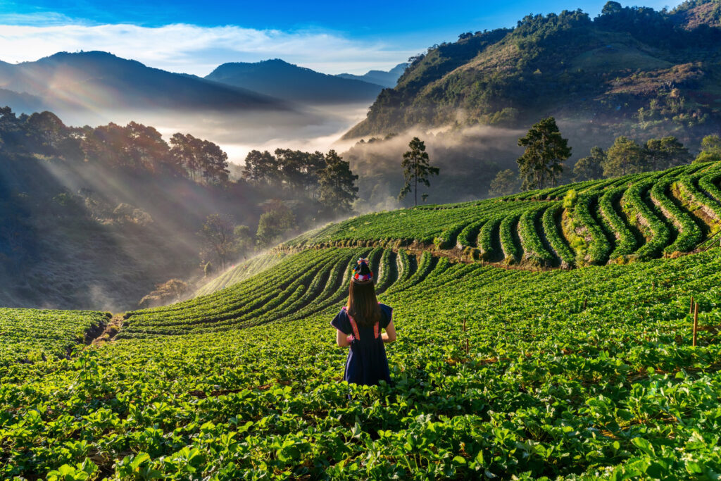 Tea Regions of Sri Lanka
