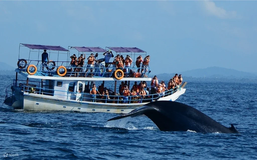 Mirissa Whale Watching