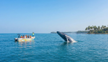 Mirissa Whale Watching